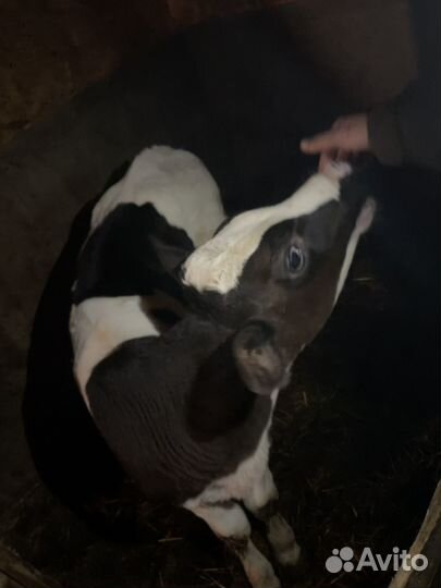 Дойная корова и телята