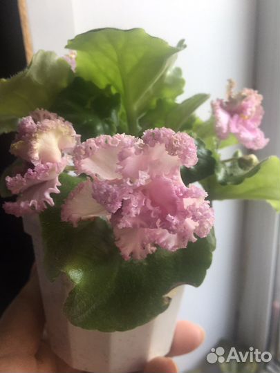 Продаю детки фиалок или меняю на другие сорта