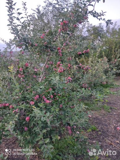 Яблоки флорина