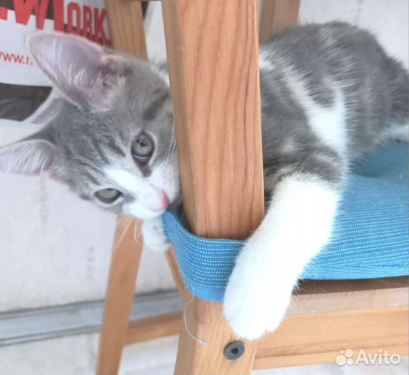 Котята, котенок в хорошие руки