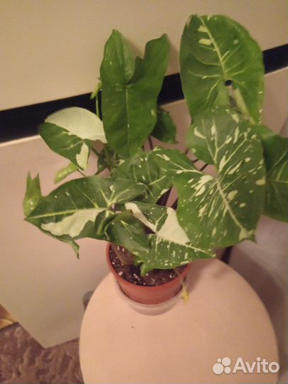 Сингониум Панда