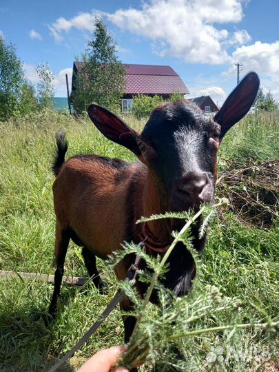 Вязка. Козлик породы Чешская бурая 87.5