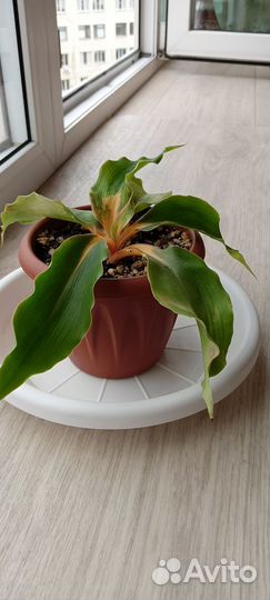 Хлорофитум грин оранж