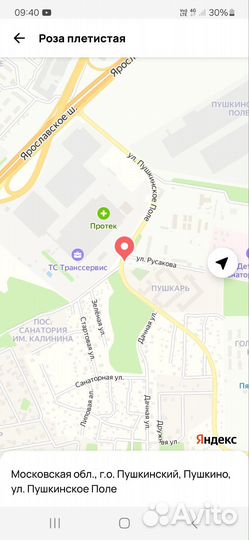 Роза плетистая