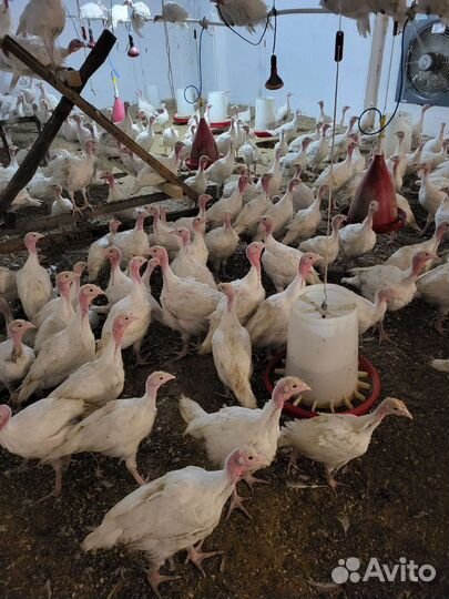 Индюки биг 6