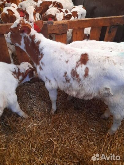 Телята с доставкой до двора за наш счёт