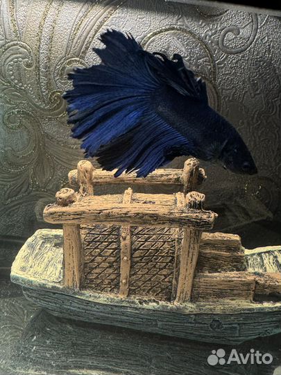 Рыба петушок халфмун самец