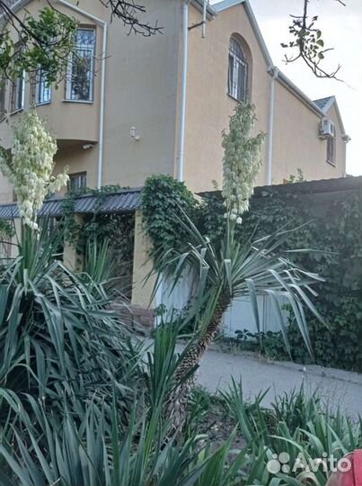 Пальма юкка (высокая) 2,5 м