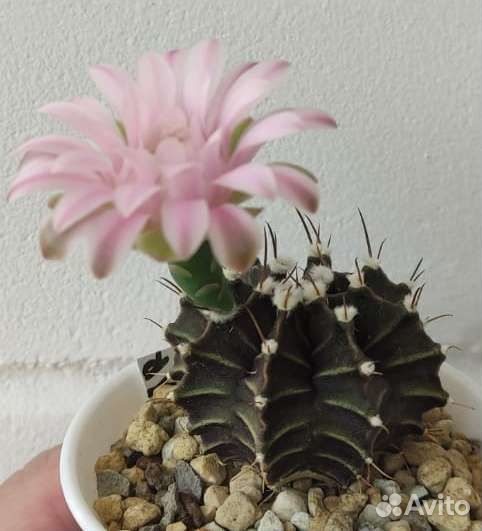 Редкие кактусы уже цветущие