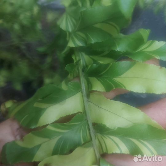 Нефролепис тайгер