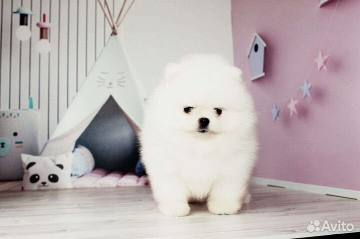 Померанский шпиц медвежьего типа