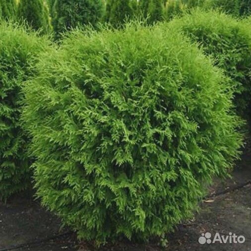 Туи шаровидные, стелющиеся можжевельники