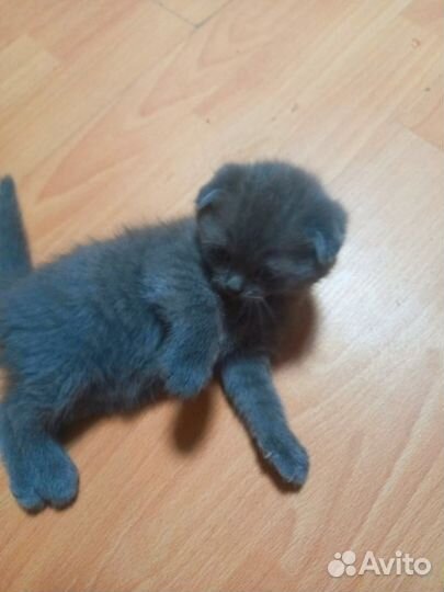 Продаем котикоа