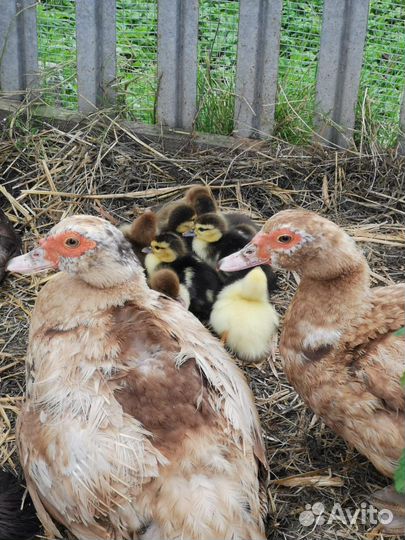 Индоутята (мускусные утята)