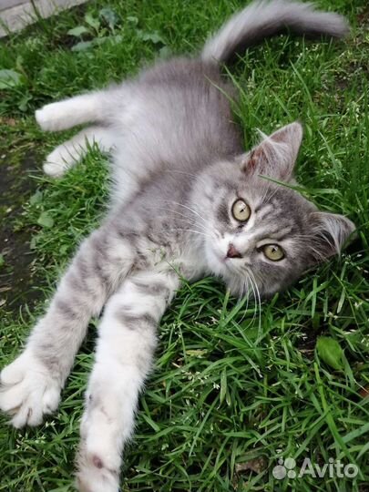 Котята девочки в добрые руки