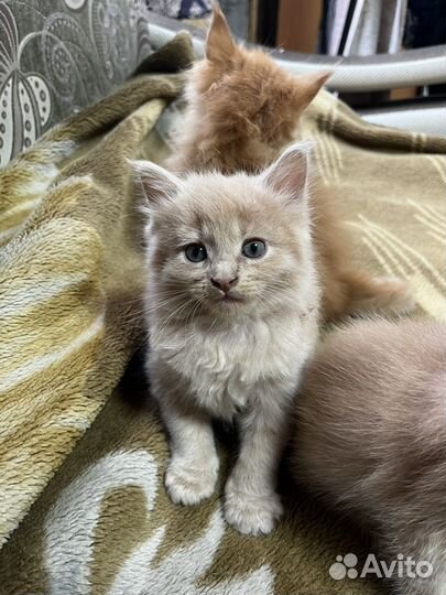 Котята мейн-кун