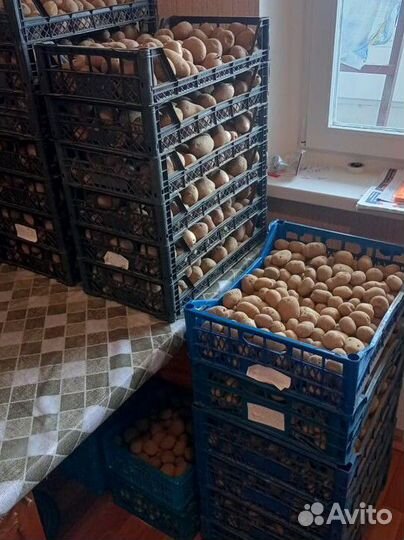 Семенной картофель