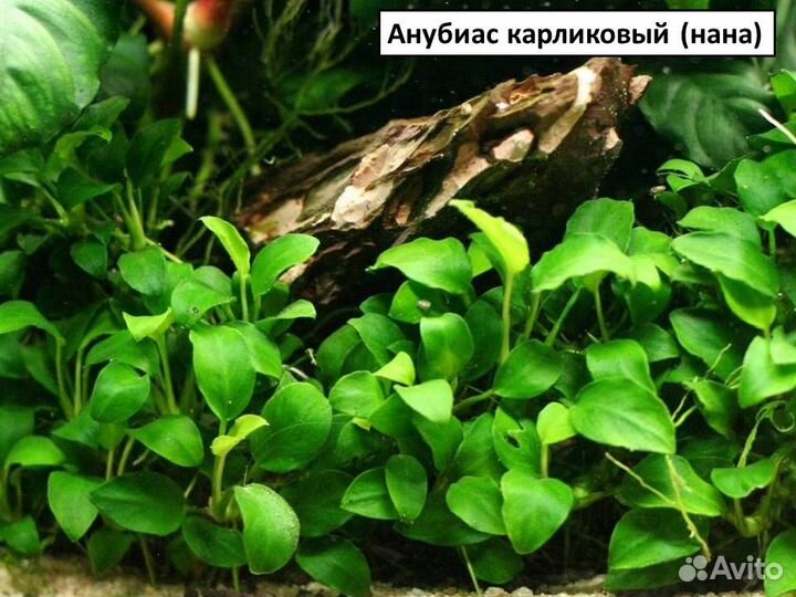 Эхинодорус, анубиас, криптокорина, папоротник и др