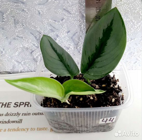 Сингониум, рипсалис, сциндапсус, филодендрон