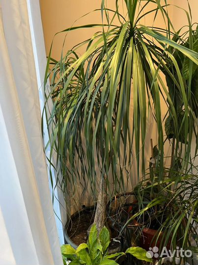 Пальма нолина