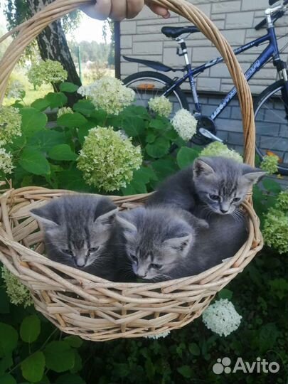 Котята в добрые руки бесплатно