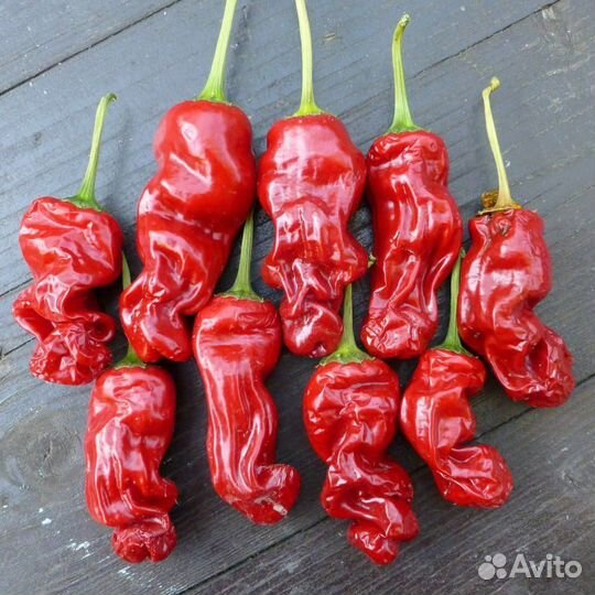 Острый перец Peter Pepper