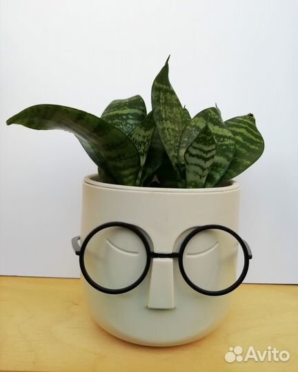 Сансевиерия