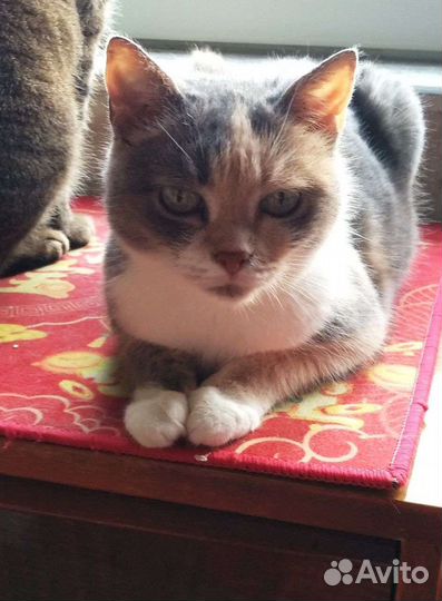 Маленькая пугливая Алисочка в дар