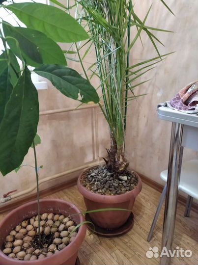Финиковая пальма 10 летняя
