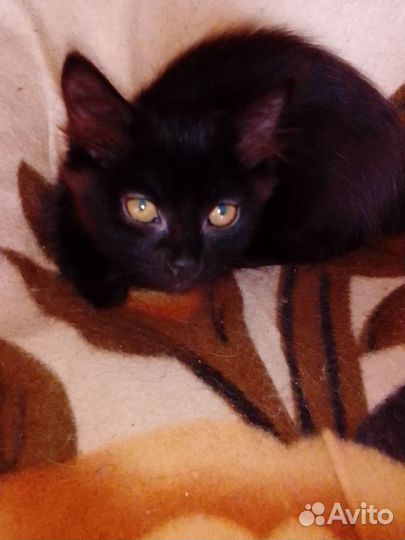 Малышка ищет добрые ручки (девочка, 2мес)