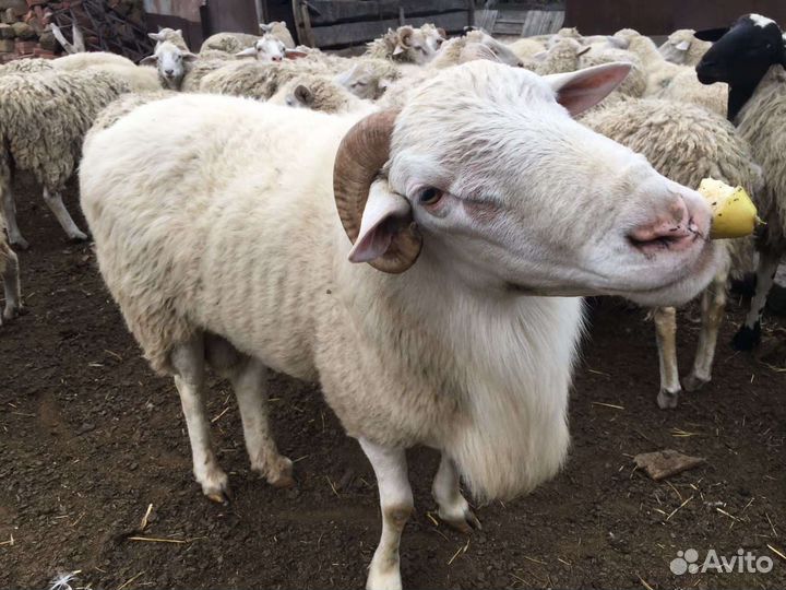 Овцы бараны