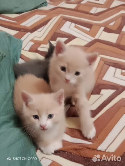 Отдам котят в добрые руки
