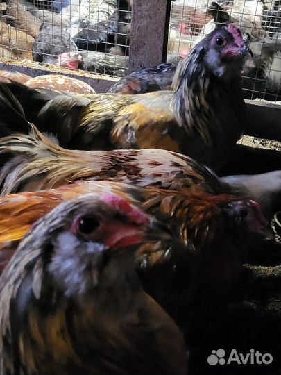Петухи амераукана