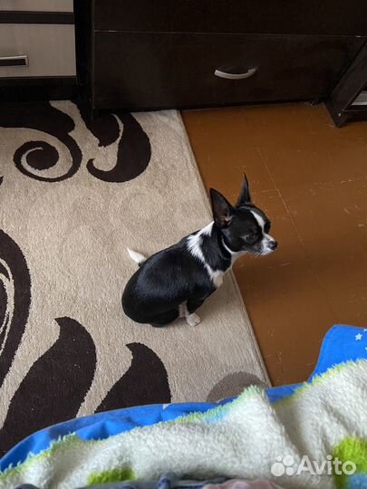 Чихуахуа мальчик