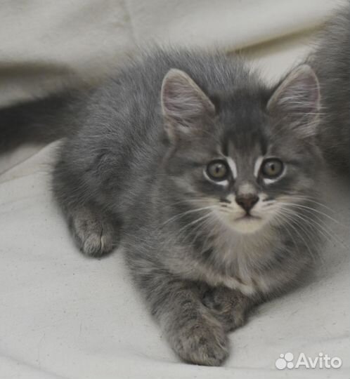 Котик 1,5 мес
