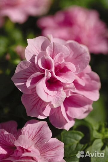 Петуния махровая (горшок 0,4л)