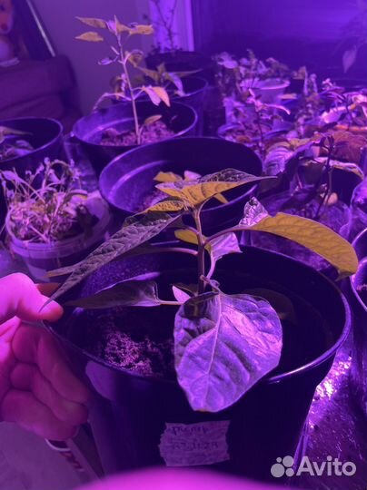 Перец острый каролина