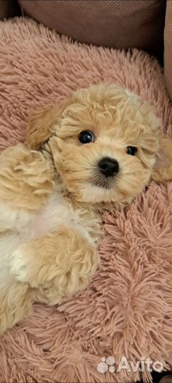 Мальтипу ф1