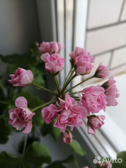 Герань пеларгония розебудная