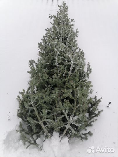 Пихта с Алтая Новогодняя