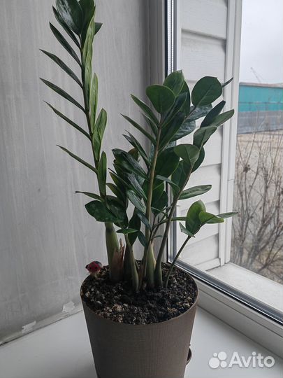 Замиокулькас