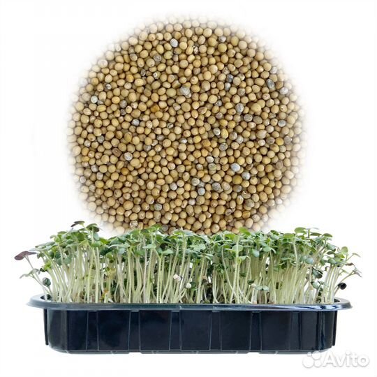 Семена микрозелень, фасовка 5г