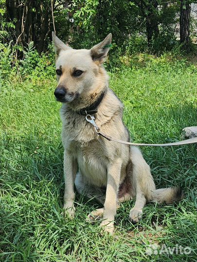 Славный Мухтар