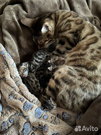 Бенгальские котята