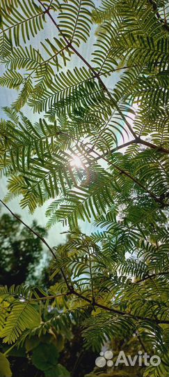 Метасеквойя