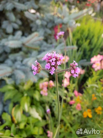 Многолетники,кустарники,растения,цветы