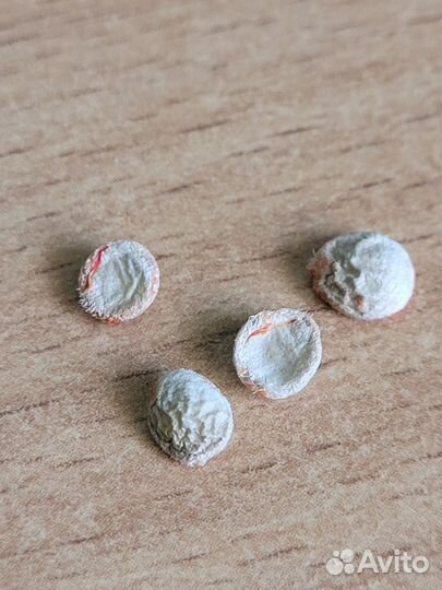 Муррайя (мурая), косточки (семена)