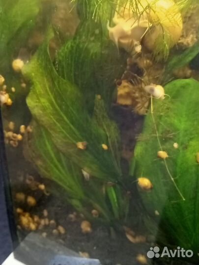 Улитки ампулярии