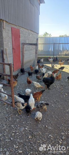 Куры молодки