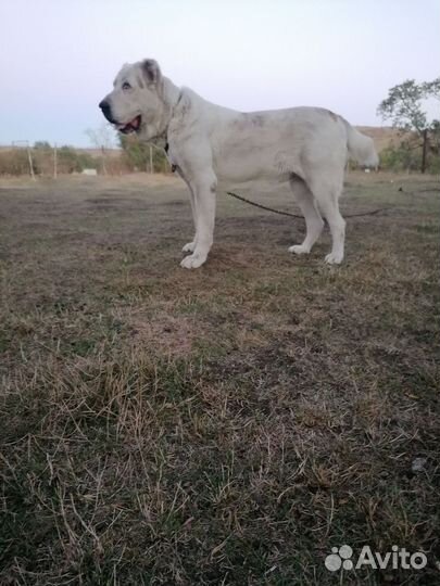 Сука алабай